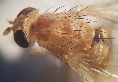 Réf. 256 810 : Minettia suillorum